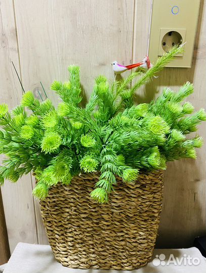 Веточки хвои