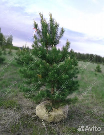 Береза, липа
