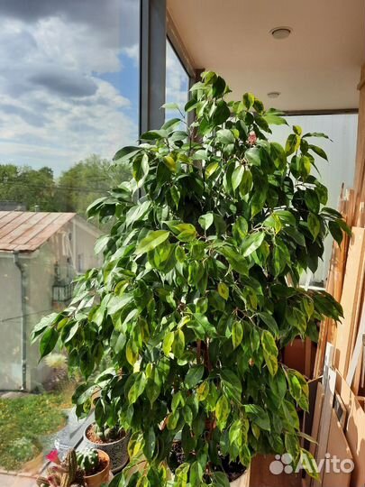 Фикус бенджамина регедан