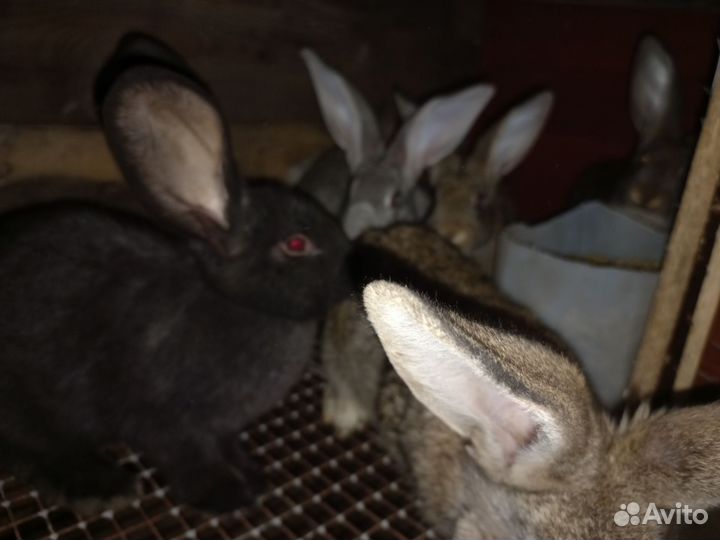Кролики самки