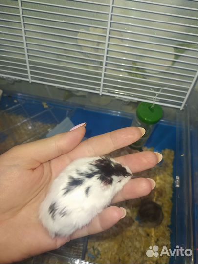 Хомячки бесплатно