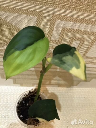 Сциндапсус Jade Satin var