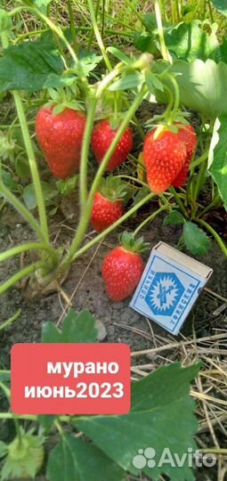 Саженцы клубники Мурано