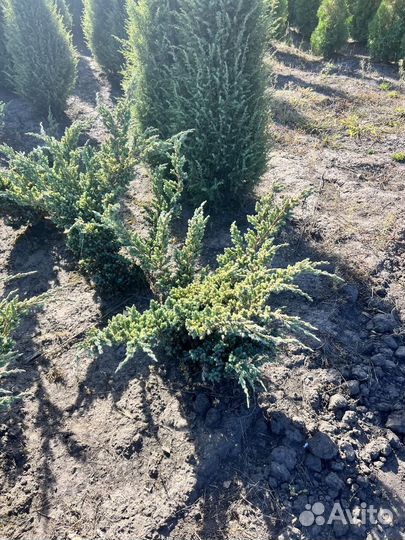 Можжевельник Андорра Компакт