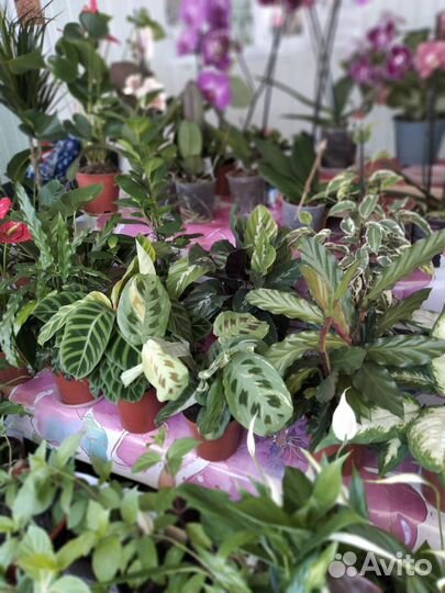 Продам цветы комнатные