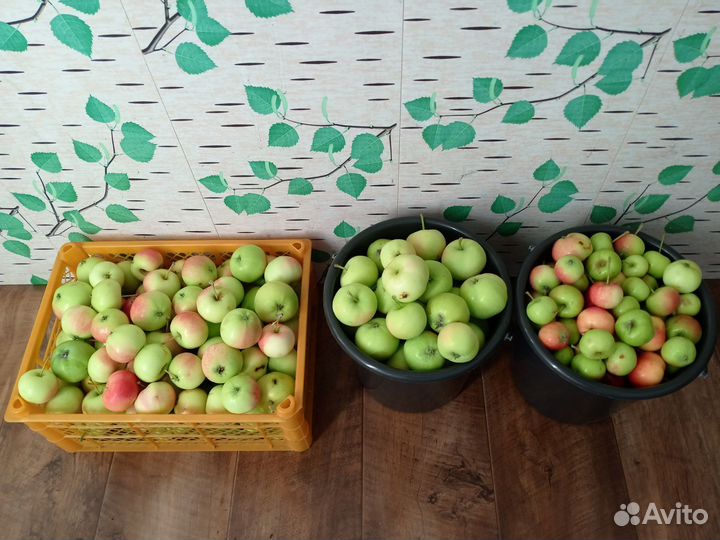 Яблоки домашние