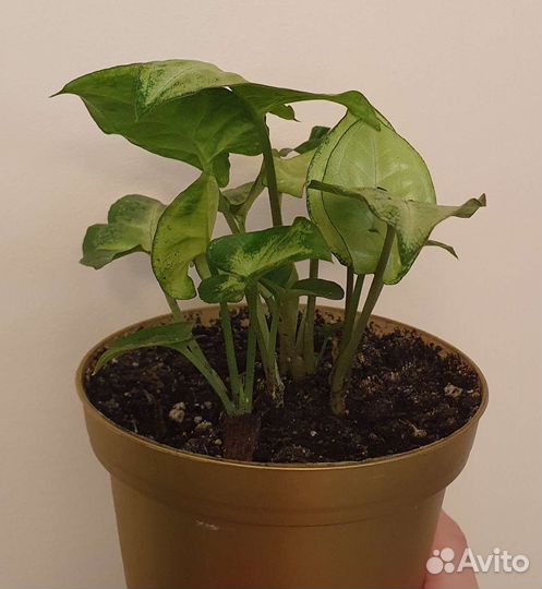 Сингониум, аглаонема Крылья Ангела