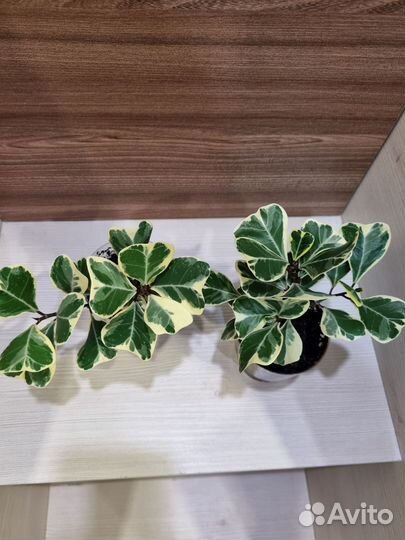 Триангулярис вайт марджин, твилайт, альбомаргината