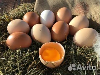 Домашние куриные яйца