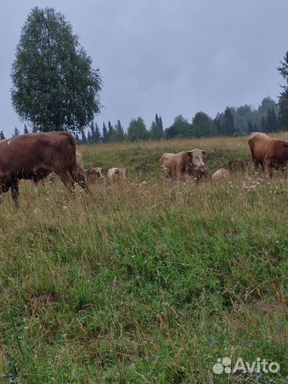 Продажа крс
