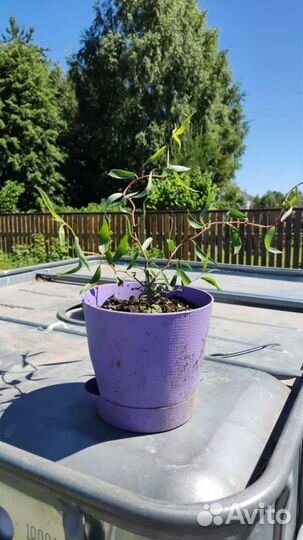 Ива извилистая Свердловская, форзиция Голден Таймс