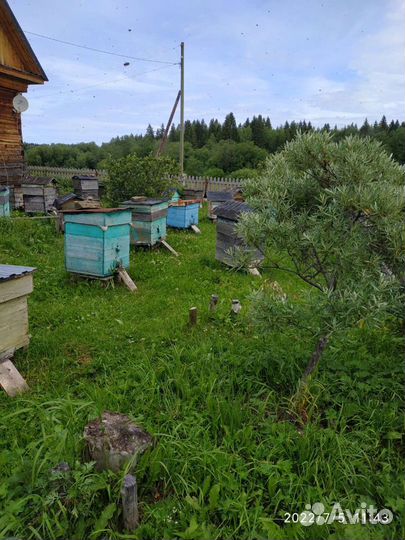 Мёд Липовый 2023