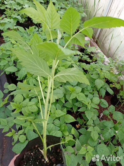 Саженцы малины летней