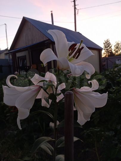 Дом 35 м² на участке 7 сот.