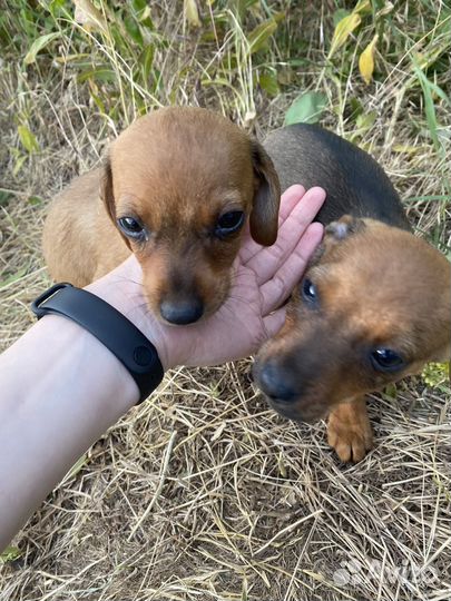 Щенок помесь таксы