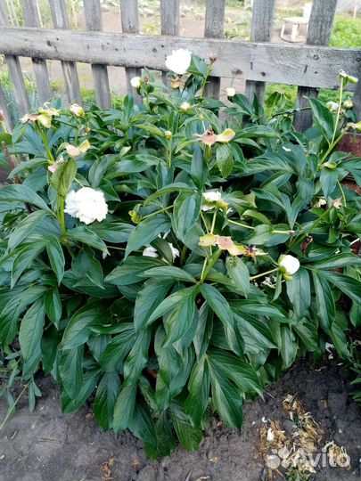 Пион белый сортовой