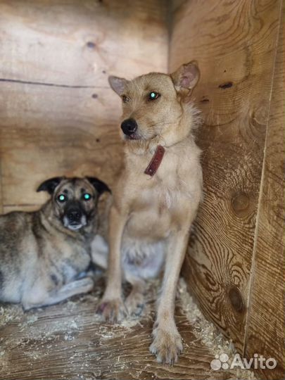 Собака в добрые руки