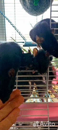 Грызуны в добрые руки. Малыши Веснушки