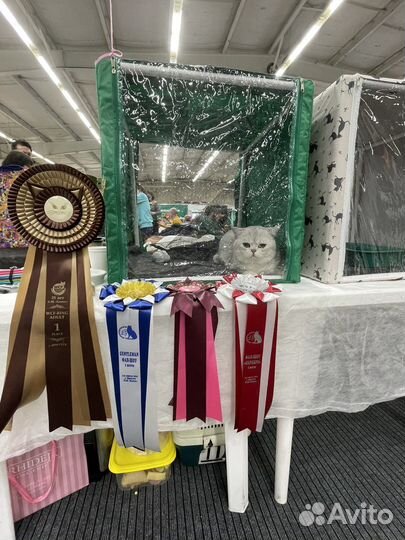 Выставочная палатка для кошек