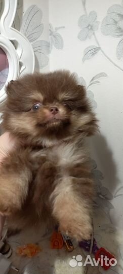 Щенки шпица