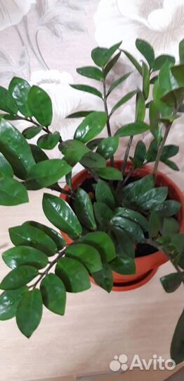 Замиокулькас