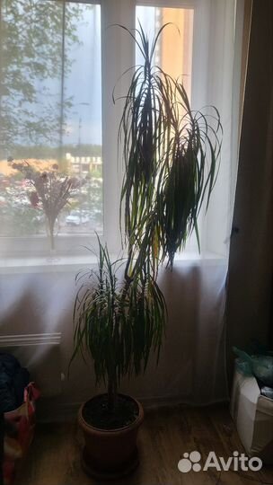 Драцена пальма