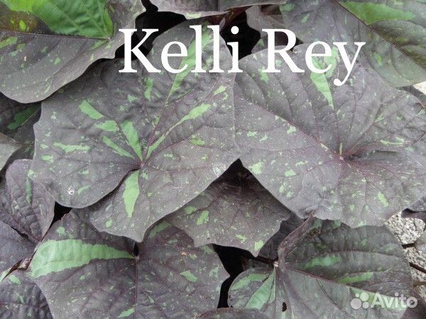 Ипомея Батат