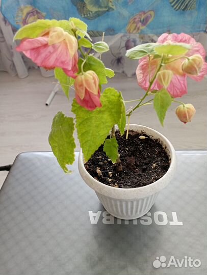 Продам цветы комнатные