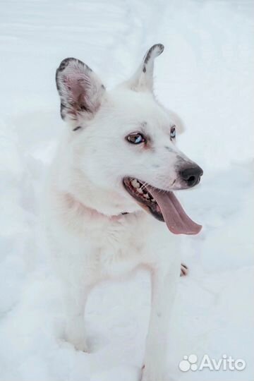 Собака-улыбака