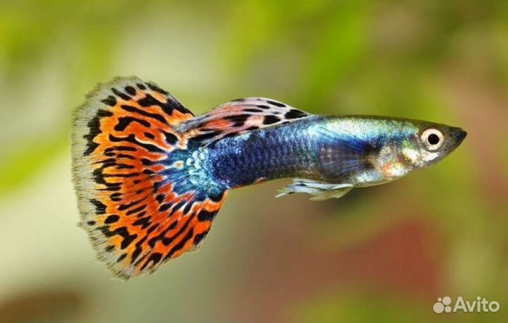 Рыба Гуппи в ассортименте