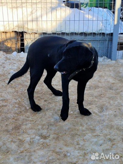 Собака Ника