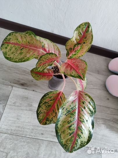 Аглаонема 30 Карат Тай