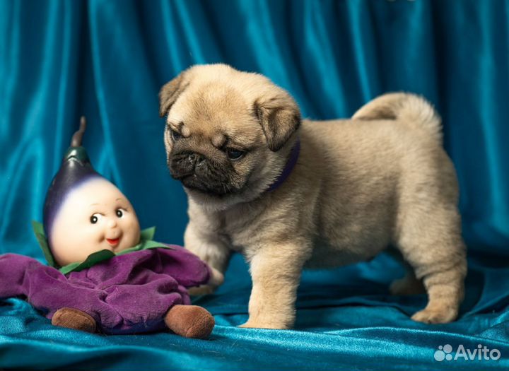Щенки мопса