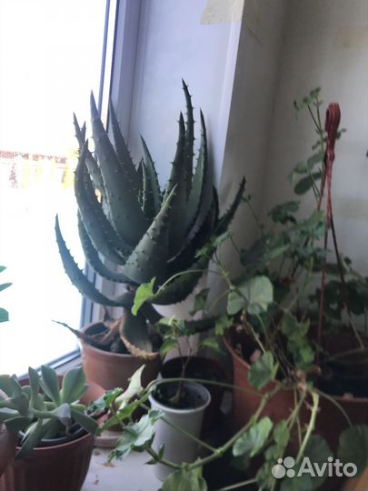 Алоэ лекарственное