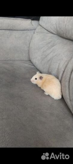 Серийский хомяк