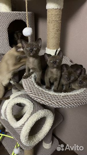 Бурманская кошка