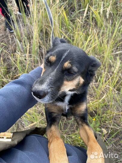 Собака в свой дом