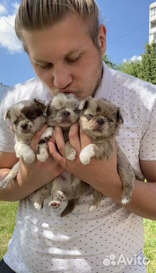 Щенки чихуахуа