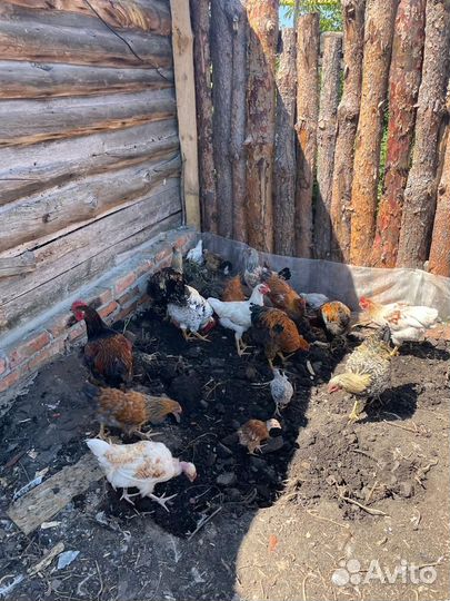 Молодые петушки