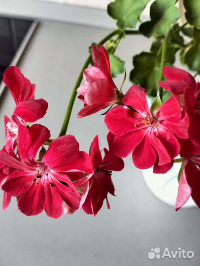 Плющелистная пеларгония