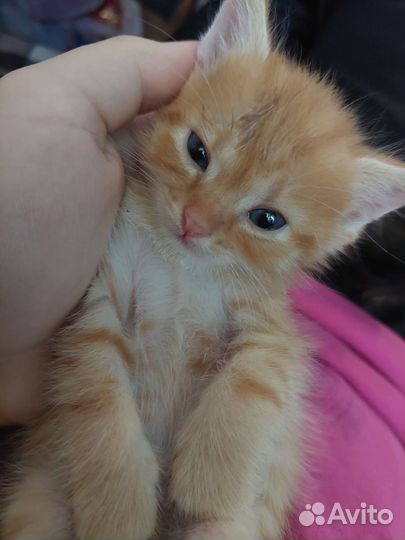 Шотланский котенок