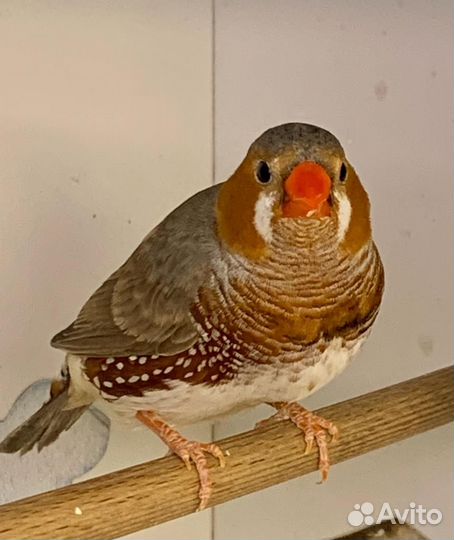 Зебровые амадины