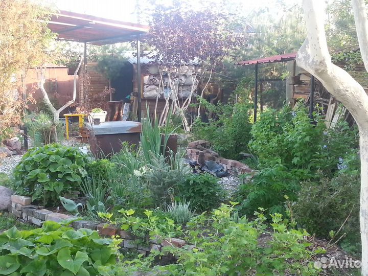 Орех Фундук Лещина сортовой садовый краснолистный