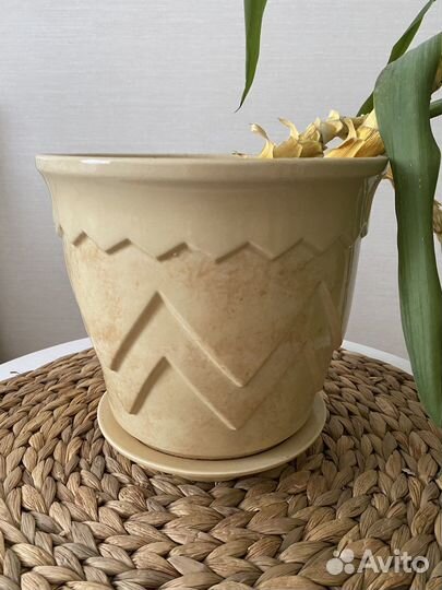 Пальма юкка с горшком