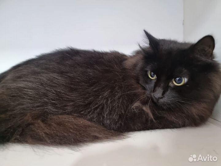 Отдам кошечку Ферджи