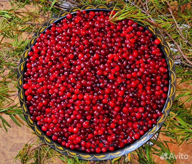 Клюква свежая
