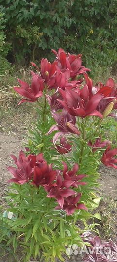 Лилии луковицы