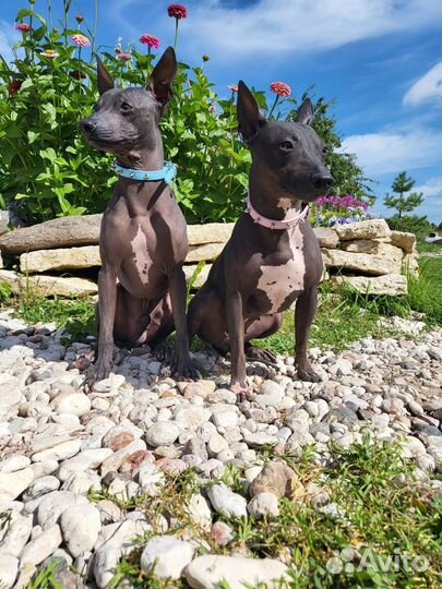 Голый щенок агт