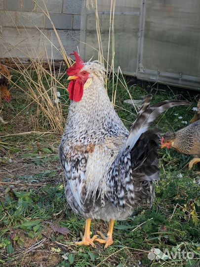Петухи породистые