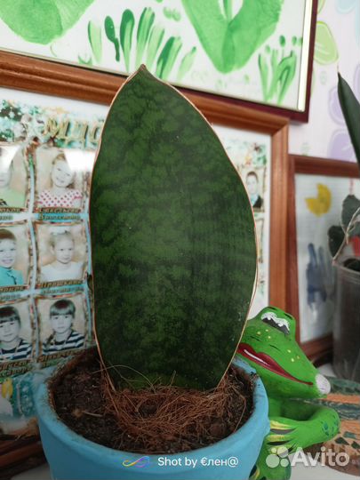 Продаю набор сансивьерии из 4-х видов